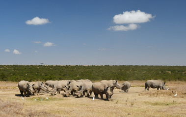 Nashörner in Kenia 
