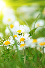 chamomile daisies and sun rays 
