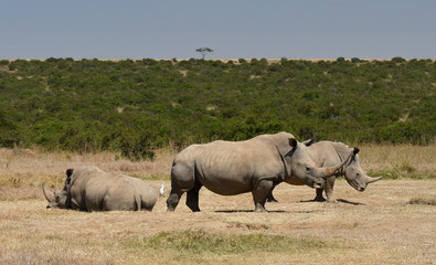 Fototapeta premium Nosorożce w Kenii