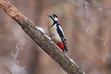 Great spotted woodpecker sits on a dry branch covered with snow in the forest park on the first day of winter.