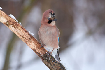 Eurasian jay with a big raised tuft sits on a branch covered with snow in the forest park on a cloudy day.