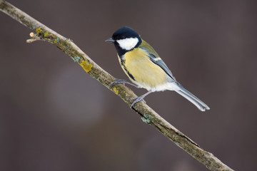 Obraz premium Great tit sits on a branch covered with lichen in a forest park on a cloudy day.