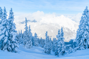 View of winter landscape with snow covered trees and Alps in Seefeld in the Austrian state of Tyrol. Winter in Austria
