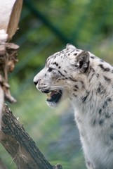 Fototapeta premium leoparden
