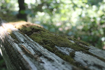 Obraz premium Green moss on tree