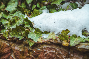 ivy leaves under melting snow