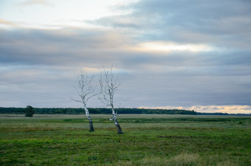 Fototapeta na wymiar Dry, dead birches on the green field, against the cloudy sky.
