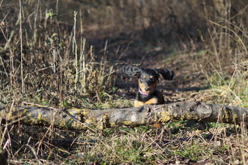 dachshund puppy jumping