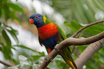  Papagei mit rotem  Schnabel, und farbenfrohem Federkleid