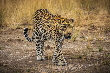 Leopard