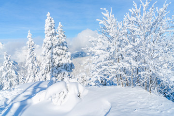 View of winter landscape with snow covered trees and Alps in Seefeld in the Austrian state of Tyrol. Winter in Austria