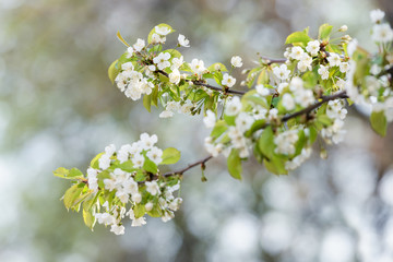 White cherry flowers on spring time. Macro nature photography