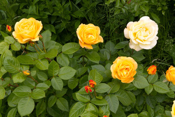 beautiful bush of yellow roses in the summer garden