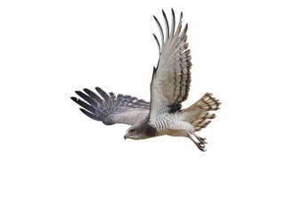 Fototapeta premium Beaudouins snake eagle (Circaetus beaudouini)