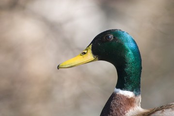 Erpel