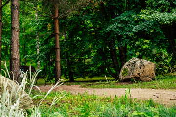 Colorful Closeup Photo of the Birch in a Park - Sunny Autumn day