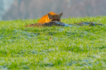 young fox at a fox cave