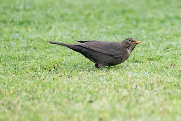 Amsel auf beobachtung