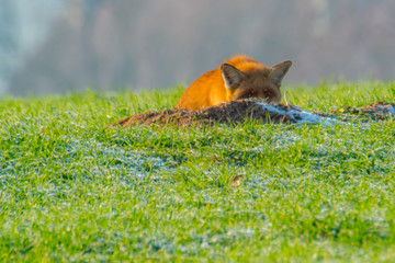 young fox at a fox cave