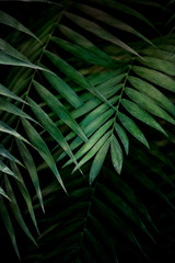 Plakat Palm leaves