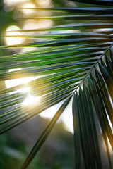 green tropical palm leaves on sun glare background
