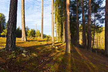 summer forest landscape on a sunny day
