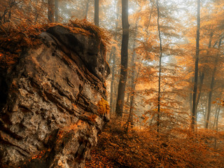 autumn eifel 6