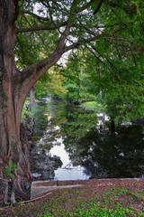 Views of trees and unique nature aspects surrounding New Orleans, including reflecting pools in cemeteries and the Garden District, in Louisiana, United States.