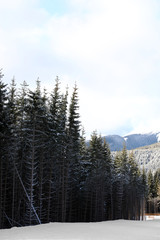 Beautiful landscape with mountain forest on sunny day in winter