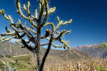 Drzewo kaktusowe Cylindropuntia.