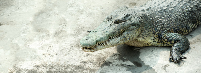 Crocodiles on the concrete floor at Crocodile Farm in Thailand