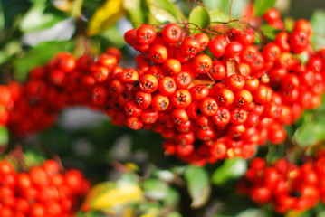 Roter Feuerdorn - Früchte