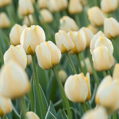 Obraz premium wonderful closed yellow-white tulips in a spring field