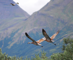 Sandhill Cranes
