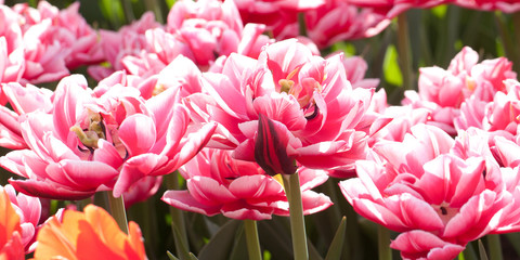 sunny spring garden with beautiful fluffy red and white tulips
