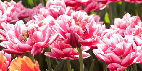 Obraz premium sunny spring garden with beautiful fluffy red and white tulips