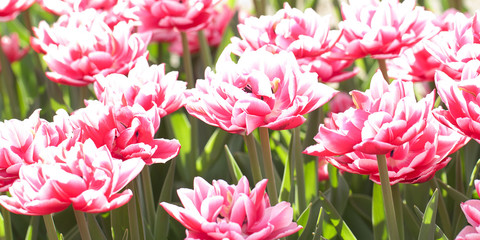 sunny spring garden with beautiful fluffy red and white tulips