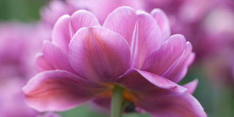 beautiful lilac fluffy tulip with beautiful petals