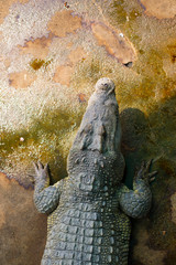 Asian crocodile species