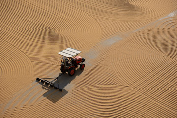 tractor flattening cracked wheat for drying