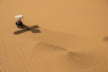 tractor flattening cracked wheat for drying