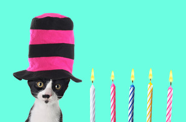 Funny kitten with colorful top hat and birthday candles. Contemporary art collage.