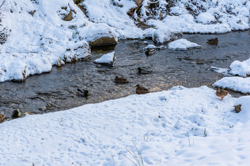 Photo of Ducks Swimming in Partly Frozen River in Park on Sunny Winter Day