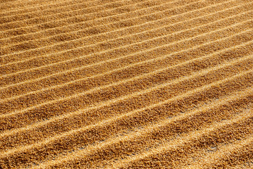 tractor flattening cracked wheat for drying