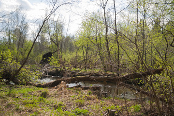 Brook in the forest