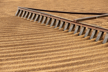 tractor flattening cracked wheat for drying
