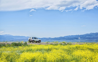 car in front of a field of yellow flowers