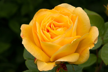 beautiful huge yellow rose in the summer garden