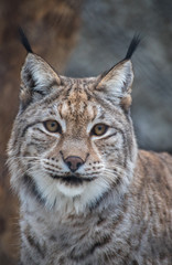 Naklejka na ściany i meble Portrait of a lynx