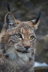 Portrait of a lynx